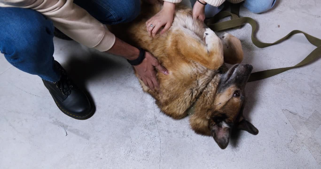 People Petting a Dog