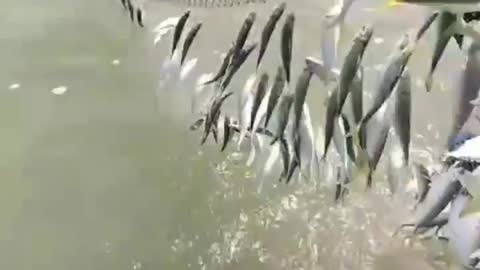 This is a beautiful and charming water-dwelling species