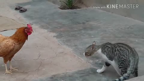 Chicken VS Dog & Cat Fights - Funny Fights Video