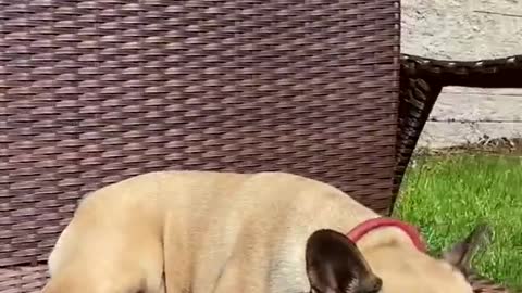 Ultimate Baby Dogs - Cute and Funny Dog Videos Compilation