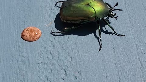 Beetle Makes a Marbled Mess