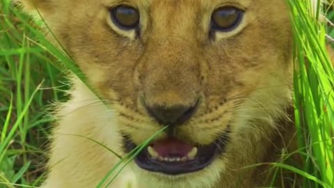 Cub