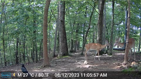 The Woods – 08/13/2023