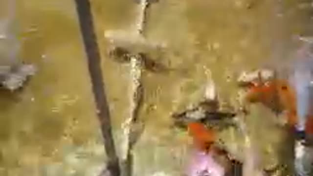 Koi fish