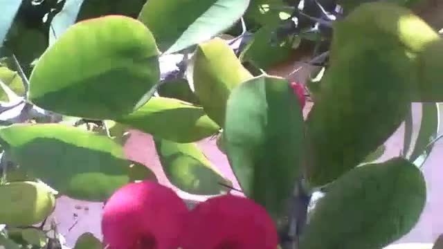 Coroa de espinhos, uma bela planta que tem espinhos e flores [Nature & Animals]