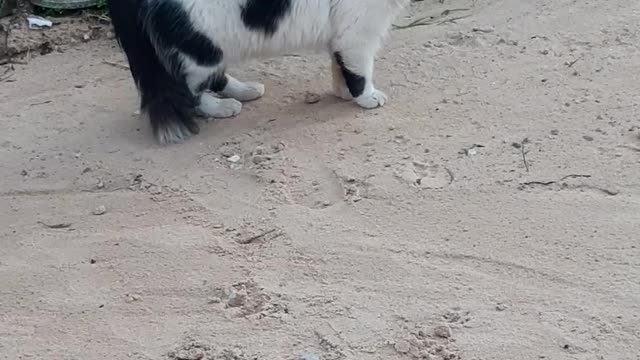 This lovely cat looks at the camera