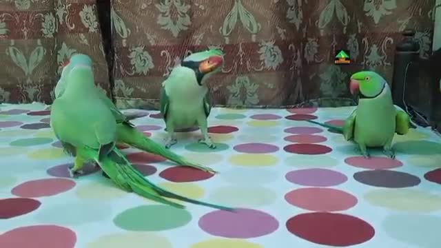 Parrot Song video