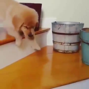 Forest time going mother's tell now