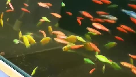 The fish swim about in the water.