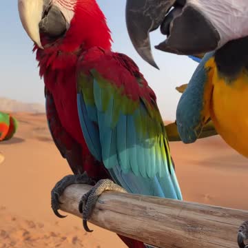 A pair of parrots playing with each other