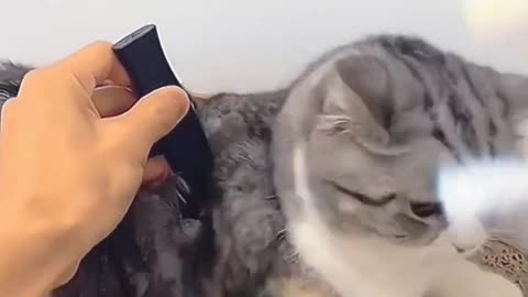 The Funniest Pets Video Ever #funny #pets