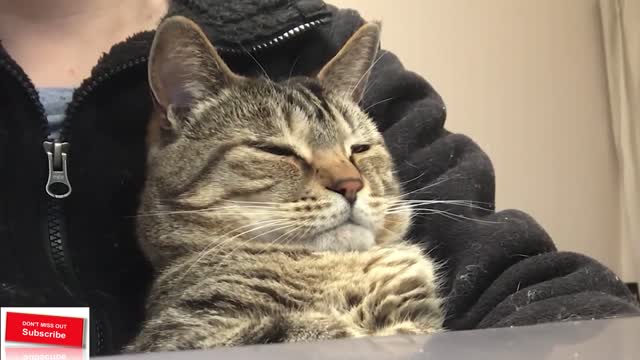 A cat succumbs to sleepiness despite being curious about bird videos.