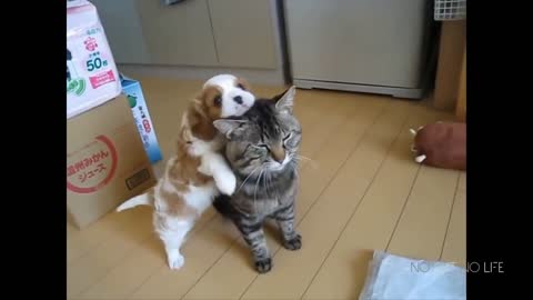 Funneist Cat and Dog video