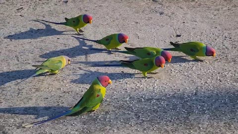 Cute parrots