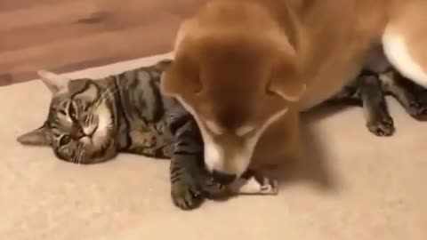 Dog and cat are having fun