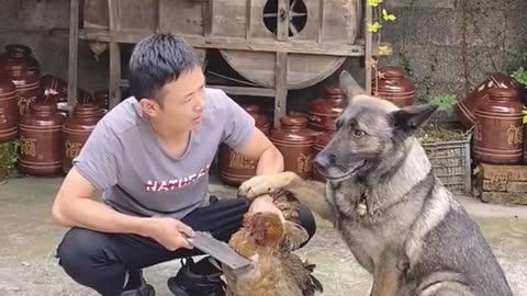 p295 - Chú Chó khôn nhất thế giới. Best Oddly Satisfying Videos. The Funniest Comedy Videos