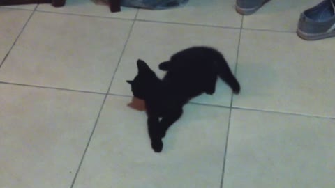 Funny cat chasing her own shadow!