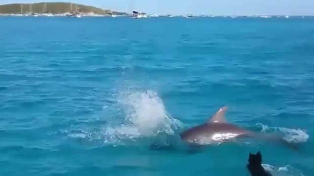 The dog and the dolphin had a great time