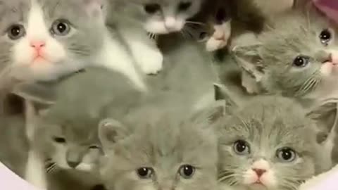 look a lot of kittens