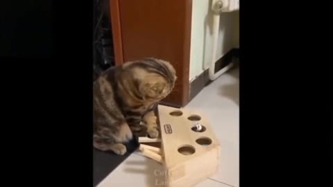 Cute and hilarious cats and dogs doing funny stuff