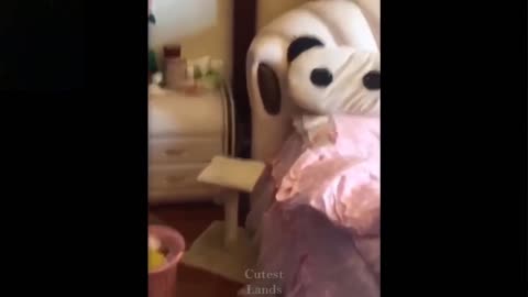 Funny Cat | 😂 The Cat Got Scared Of The Tiger 😂