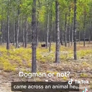 Dogman /Direwolf