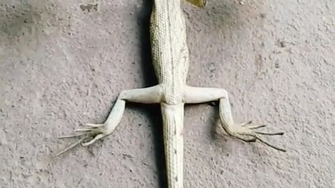 Wall lizard most funny vedio