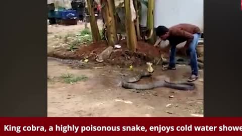 Dangerous King cobra 😲😲😲