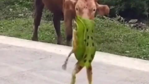 Animal status video