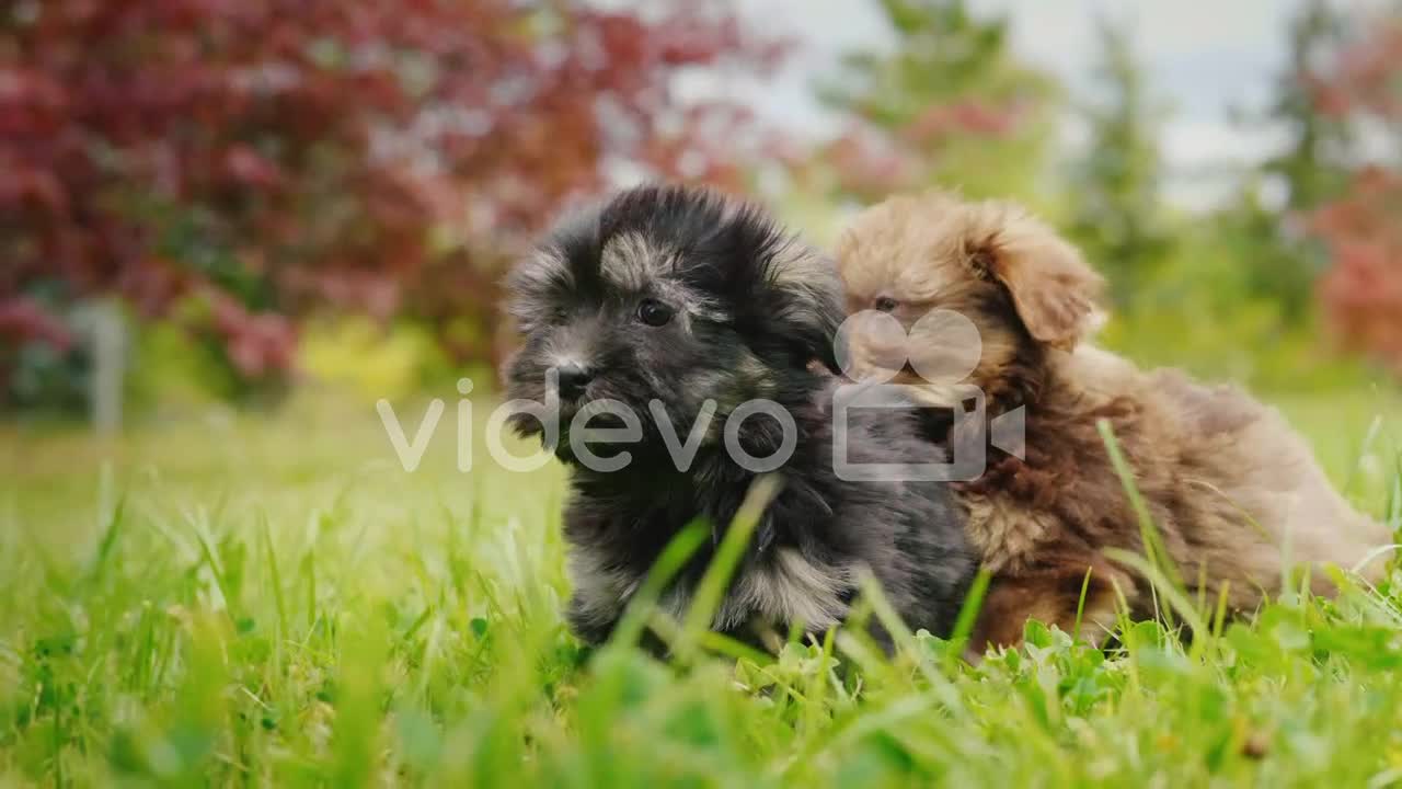 Two Puppies Playing