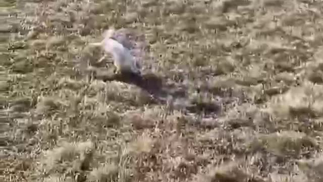 Funny Moments for Dogs