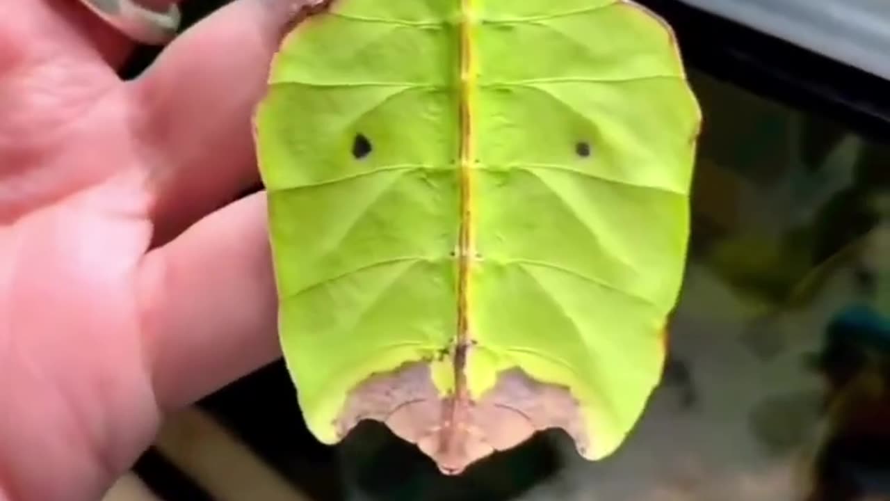 #Bugs