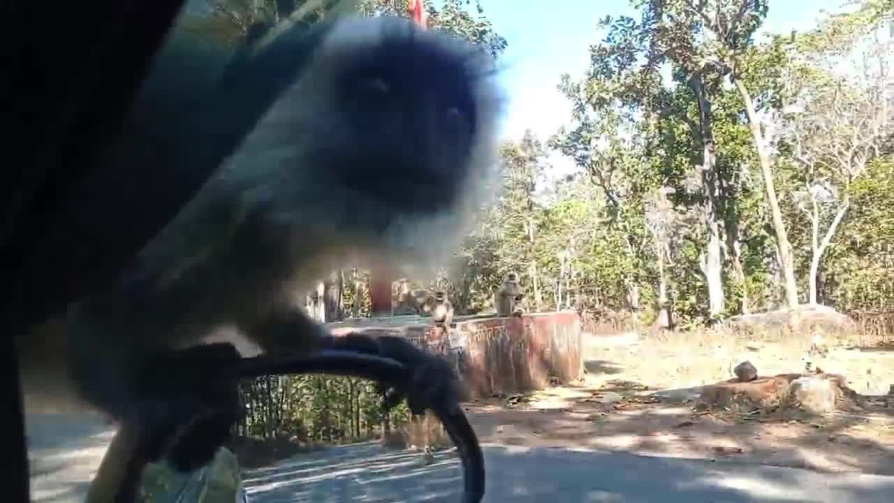 On the highway, the monkeys stopped the car and created a ruckus