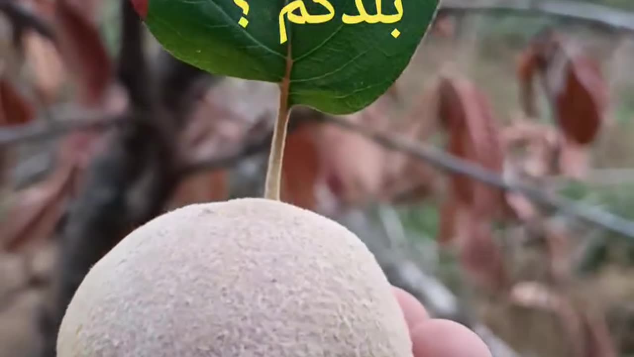 فاكهة سفرجل Quince fruit