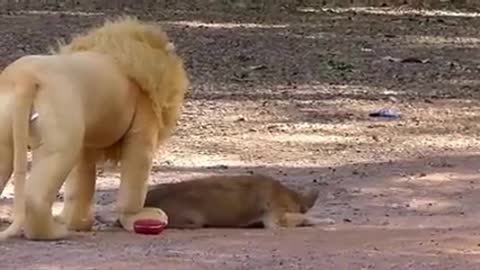 Troll prank dog funny and fake lion and fake tiger prank to dog and huge box prank to dog