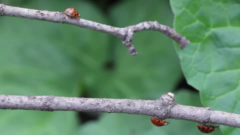 A small and beautifull ladybug running.