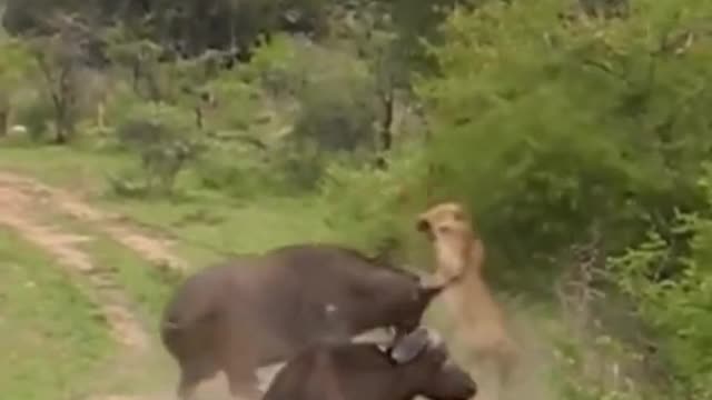 Lion attack buffalo short video