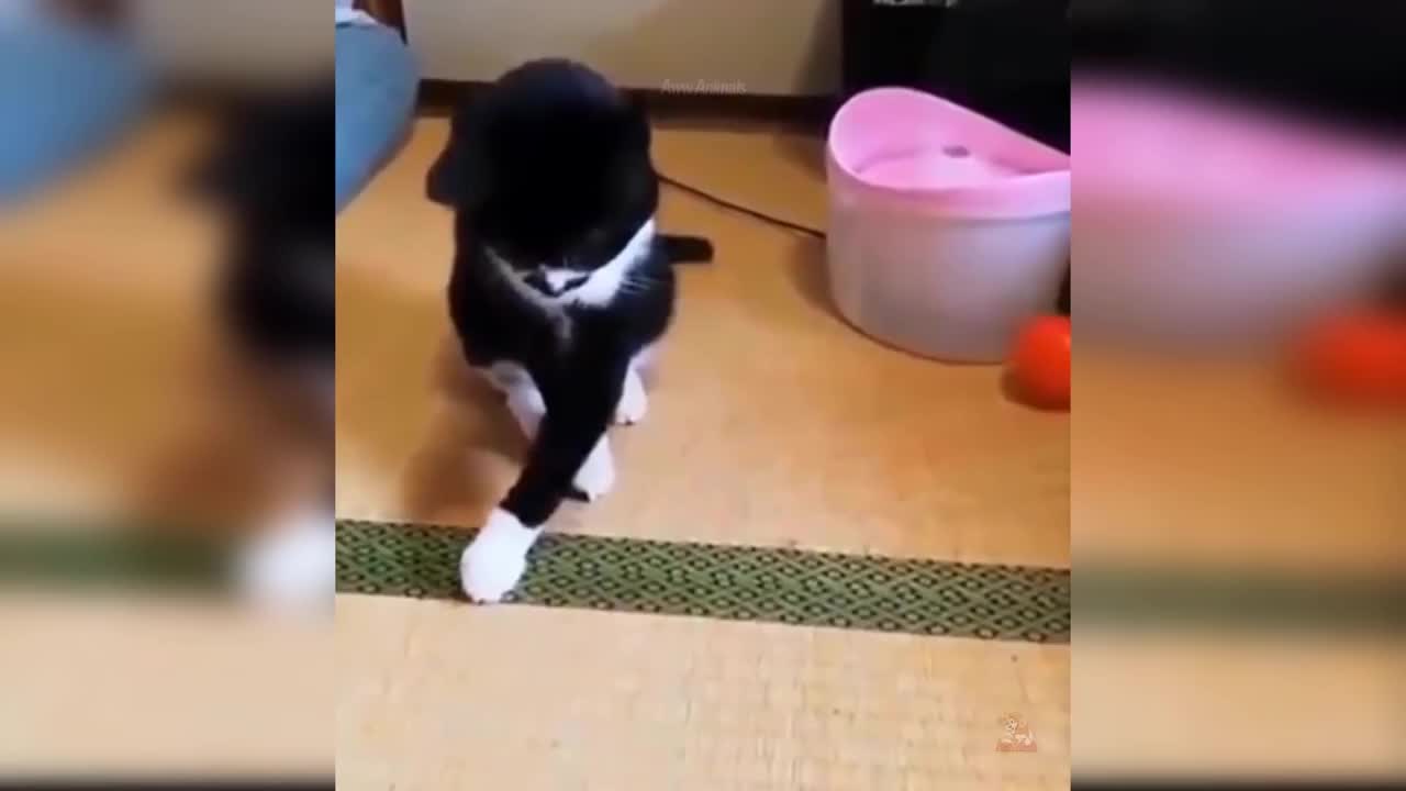 Funny Cat Video #2