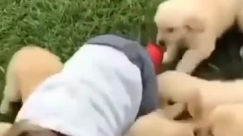 Dog Funny Dog Cute videos Dog Funny Videos