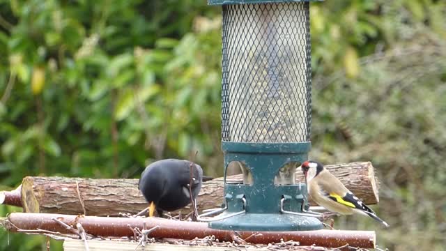 Blackbird is a colorful and lovely little bird eating in the forest