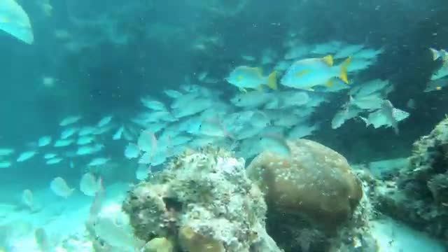 Hol Chan Marine Reserve - Top Coral Reef Scuba Diving - Belize, Caribbean