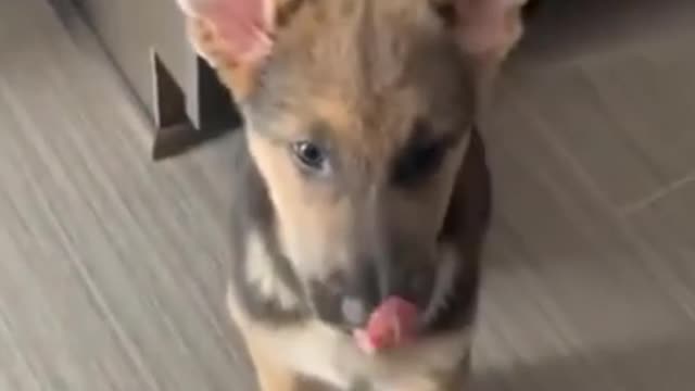 Dog Tasted Lemon As Food funny 😆