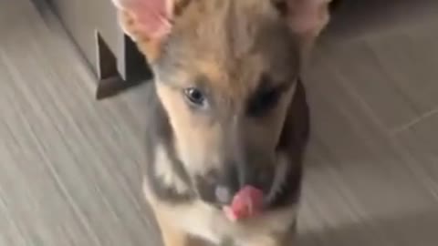 Dog Tasted Lemon As Food funny 😆