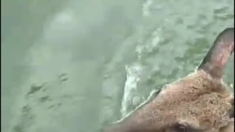 Rescuing a Wallaby in the Water