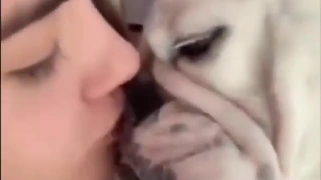 best dog funny videos - funny dogs - best dog videos #shorts #short