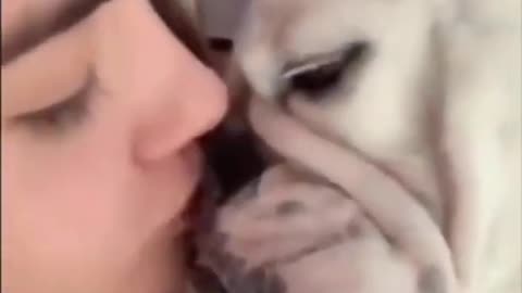 best dog funny videos - funny dogs - best dog videos #shorts #short