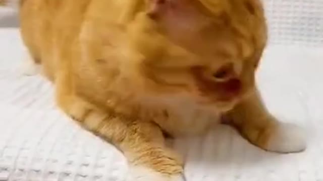 Beautiful Yellow Cats