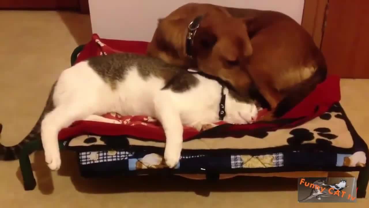 Pets do the funniest things