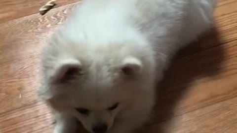 Puppy playing with fun