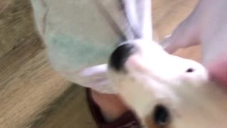 Crazy puppy jumping on my leg and killing my pants!